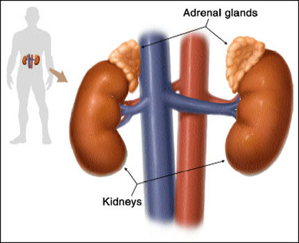 adrenals The Adrenal Glands
