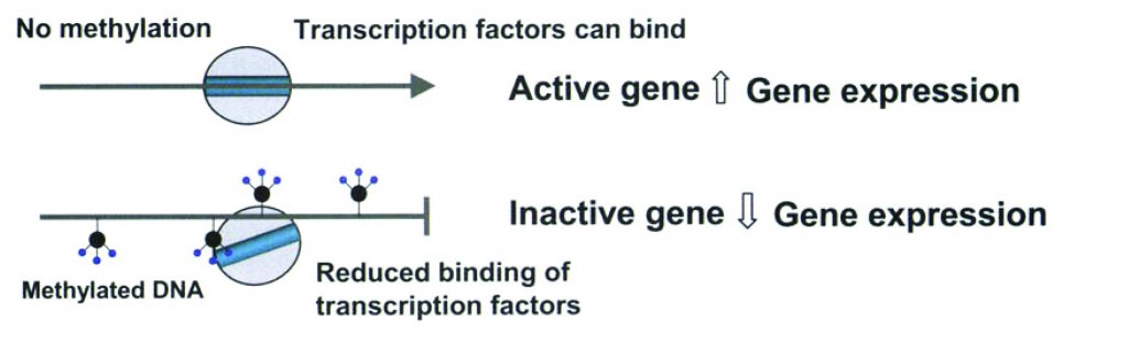 Methylation and gene expression. (2)