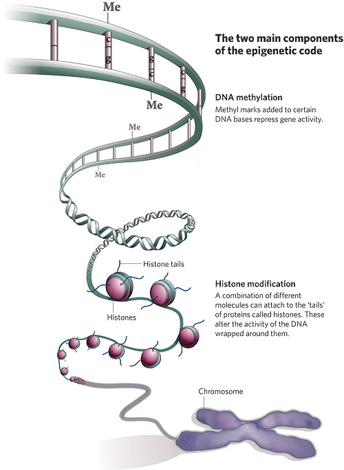 Figure 2: Two major components of epigenetics (3)