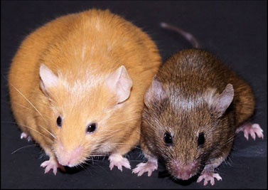 Figure 3: Agouti mice