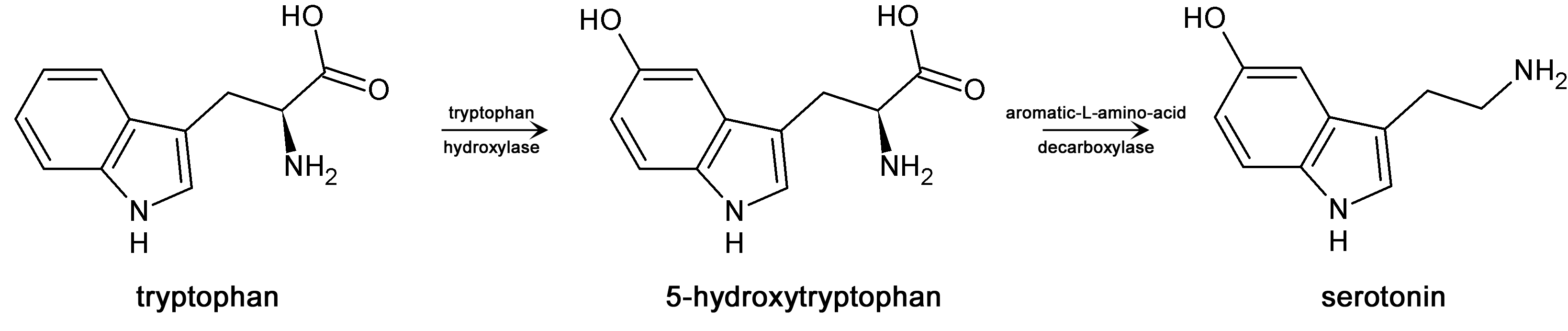 tryptophan metabolism