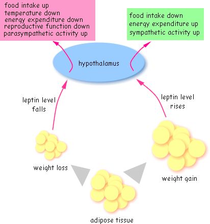 leptin appetite cycle