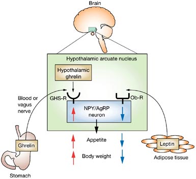 leptin and ghrelin action in hypothalamus Leptin, ghrelin, and weight loss. Heres what the research has to say.