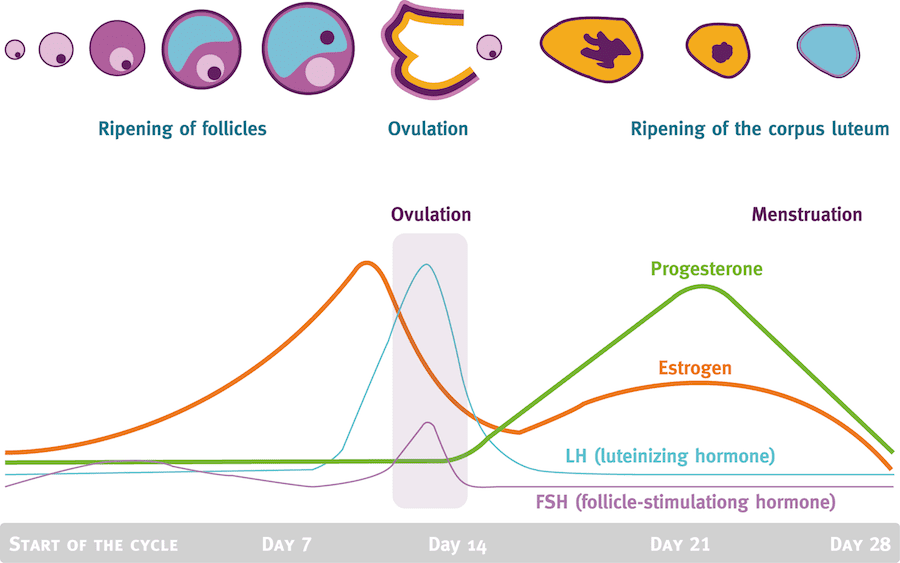 precision nutrition menstrual cycle phases Fitness & menstrual health: How to stay lean, healthy, and fit while maintaining your period.