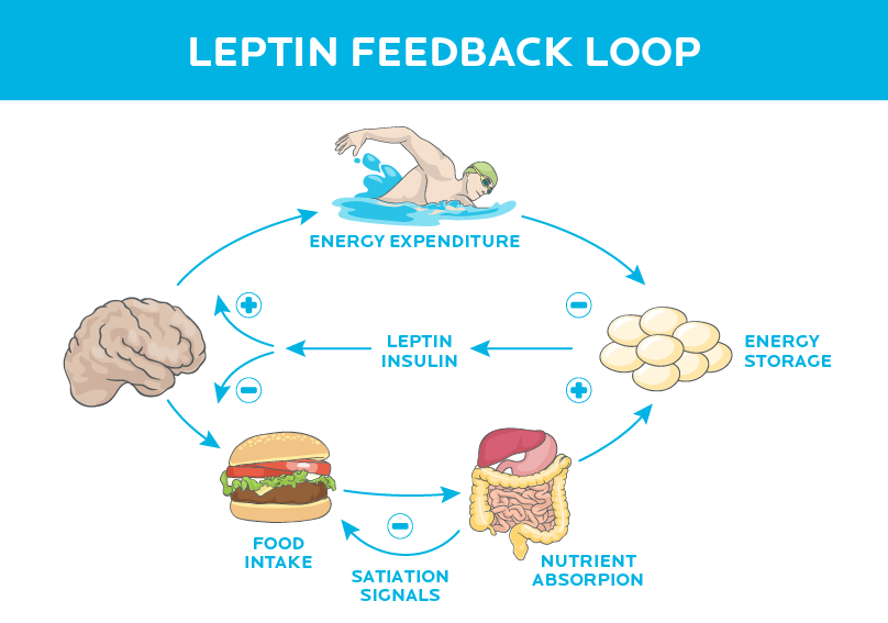 precision-nutrition-brain-tells-you-to-eat-leptin-1
