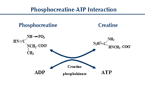 An analysis of a naturally occurring metabolite creatine