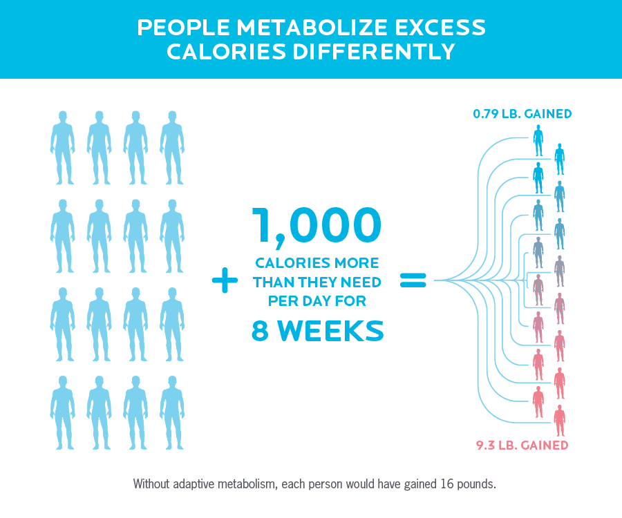 Infographic showing how adaptive metabolism influences weight gain. Sixteen individuals who consume 1,000 more calories than they need per day for 8 weeks gain between .79 pounds to 9.3 pounds. Without adaptive metabolism, each person would have gained 16 pounds.