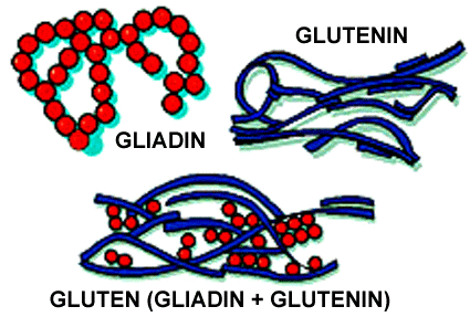 gliadin glutenin gluten All About Gluten