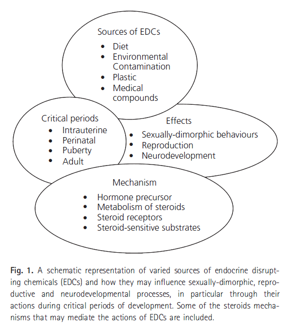 Varied sources and effects of EDCsSource: Frye CA, et al. Endocrine disrupters: A review of some sources, effects, and mechanisms of actions on behavior and neuroendocrine systems. J of Neuroendocrinology 2011;24:144-159.