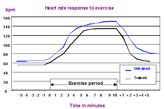Association between heart rate and cardio training intensity