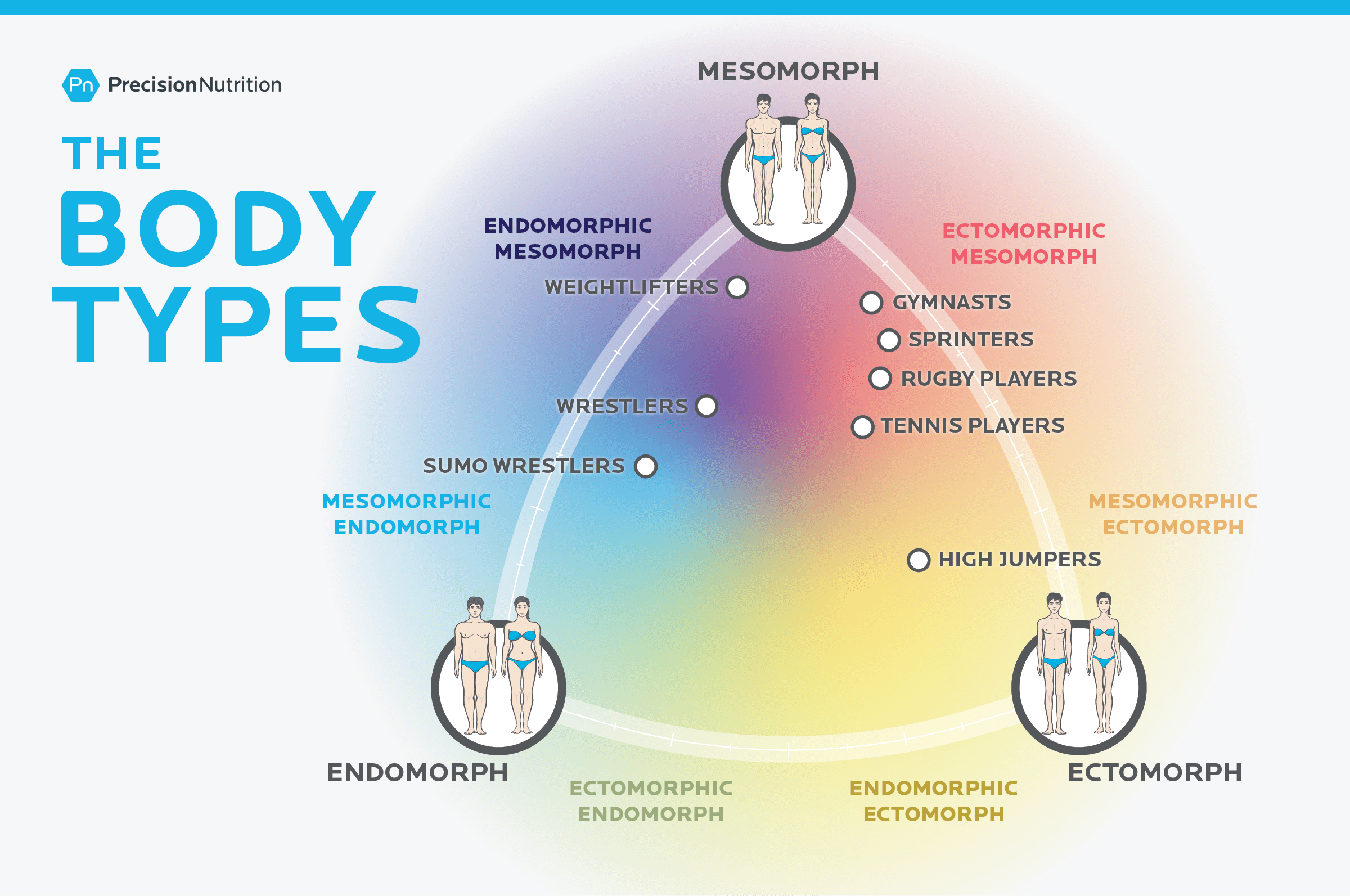 Infographic of the relationship between the three body types mesomorph, endomorph and ectomorph