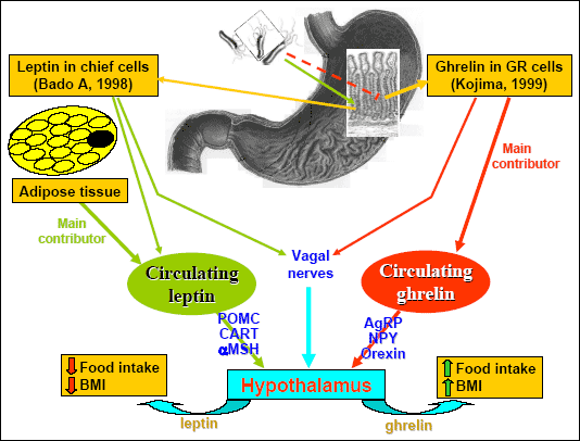 Actions of and relationships between leptin and ghrelin