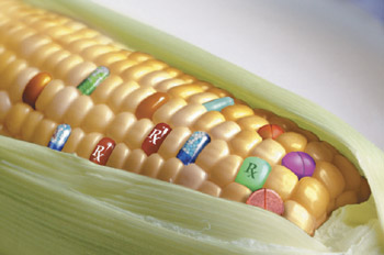gmo-corn-kernels