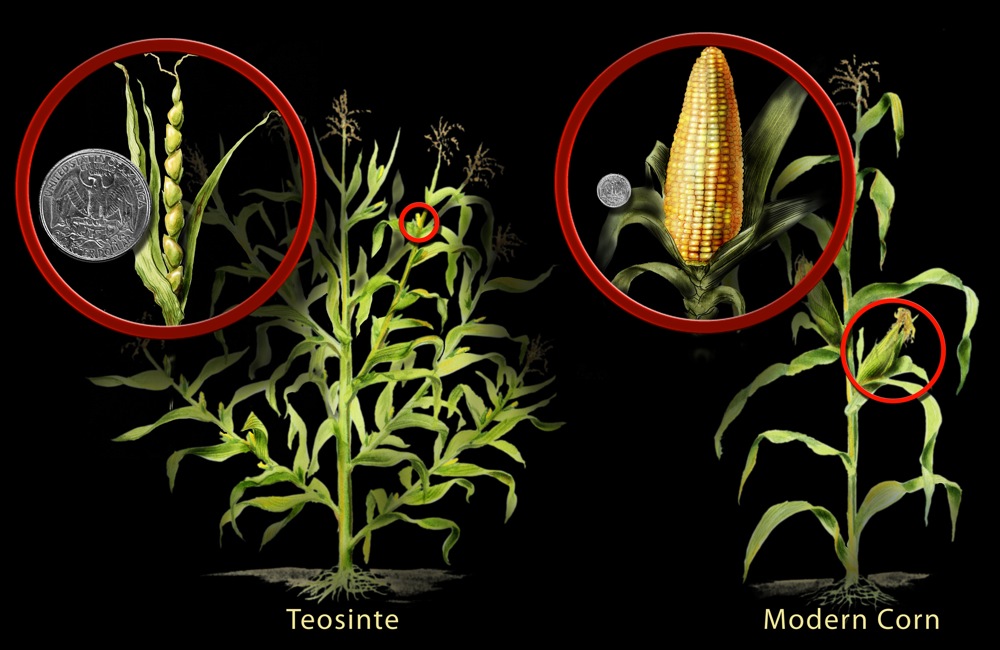 corn-and-teosinte_h1