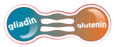 Gluten, a composite protein made of gliadin and glutenin.
