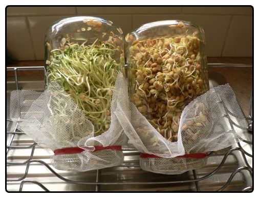 Sprouts in jars