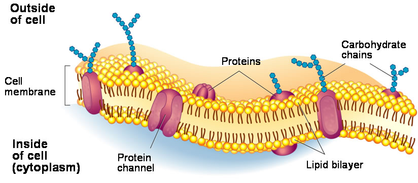 10 Cell Membrane Structure