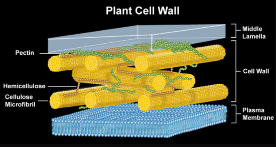 plant-cell-wall