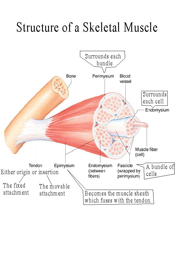 muscle_structure