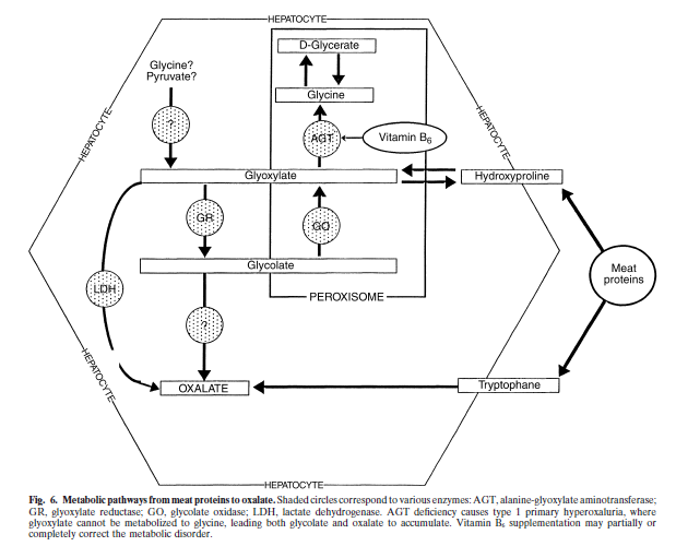Metabolic pathways from meat proteins to oxalates