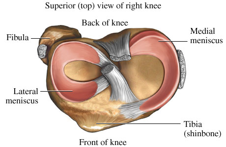 cross sectional knee anatomy
