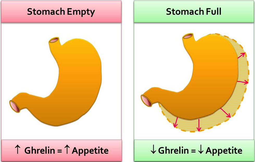 ghrelin-appetite