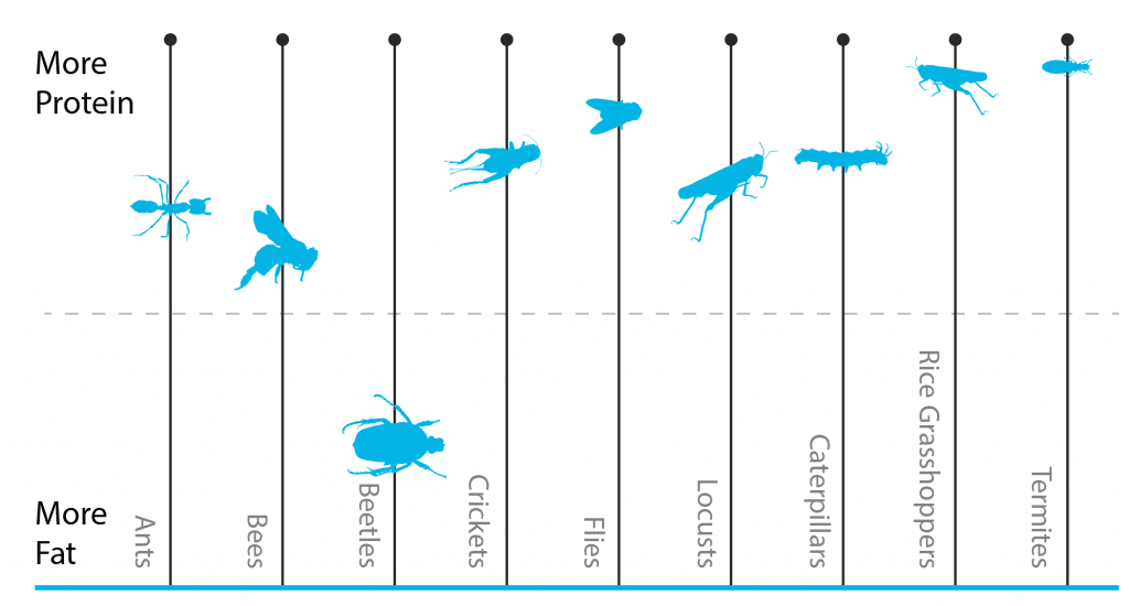 [Image: precision-nutrition-insect-protein-chart-1024x550.png]