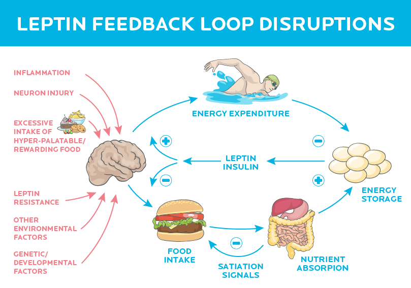 Leptin Feedback Loop - a better version!