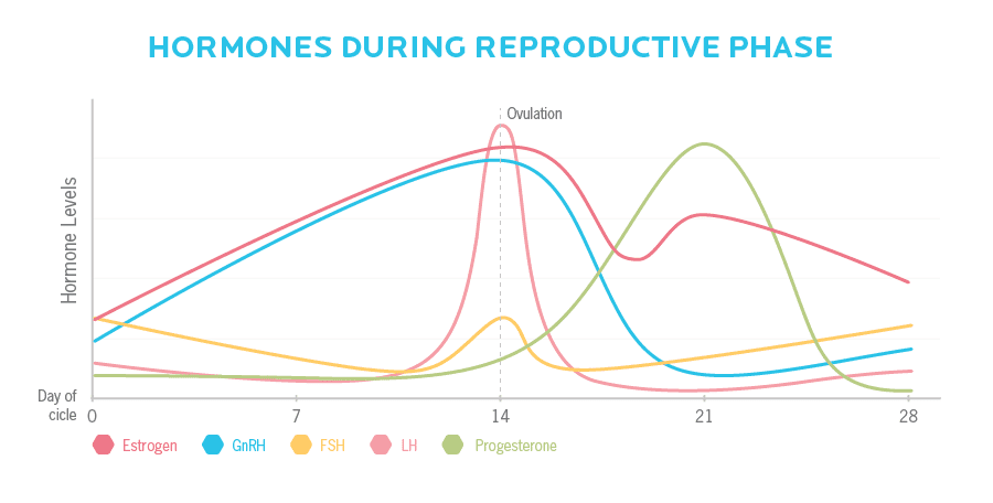 Hormones levels rise and drop at varied points during each monthly menstrual cycle.