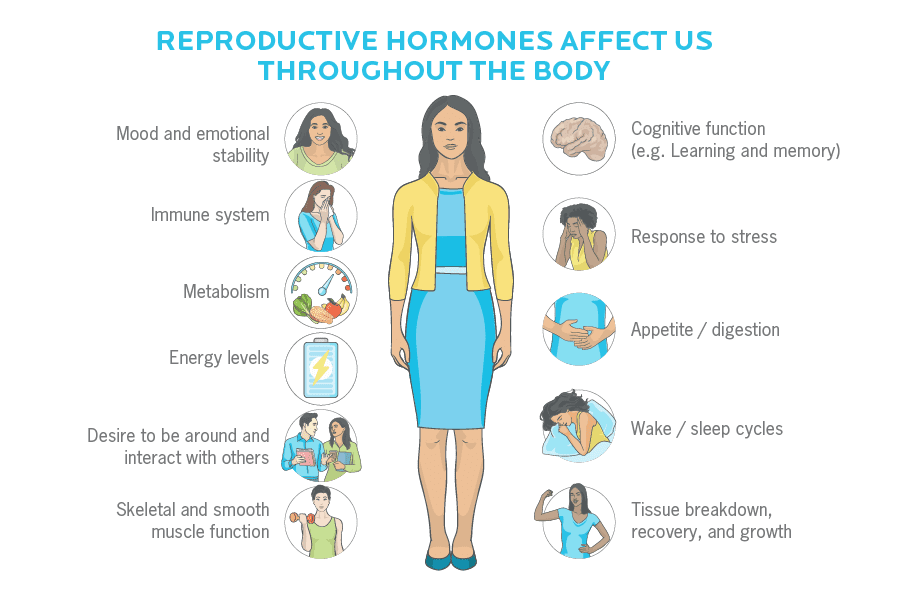 reproductive hormones affects throughout body | The Menopause Association