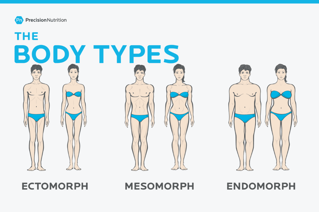 Male and female illustrations of the three body types mesomorph, endomorph and ectomorph