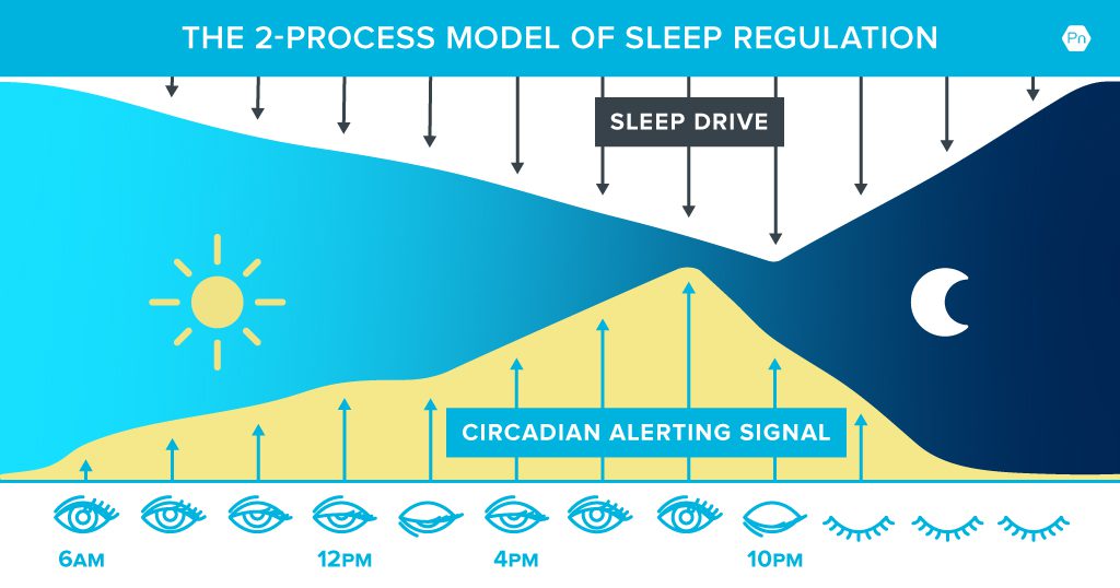 Chart Shows How Sleep Drive And The Circadian Alerting Signal Interact And Fluctuate Throughout The Day. Sleep Drive Gradually Increases From Wake Time (6 Am) And Peaks At 10 Pm (Bedtime). The Circadian Alerting Signal Gradually Increases From 6 Am (Wake Time) Until 12 Pm. It Doesn'T Increase At 2 Pm, Which Allows Sleep Drive To &Quot;Overpower&Quot; It, Causing Drowsiness And The &Quot;Mid-Day Slump.&Quot; After 2 Pm, The Circadian Alerting Signal Begins Increasing Again And Peaks At About 9 Pm. At 10 Pm, It Begins To Decrease And Allows Sleep Drive To Once Again Overpower Causing You To Become Sleepy At Bedtime.