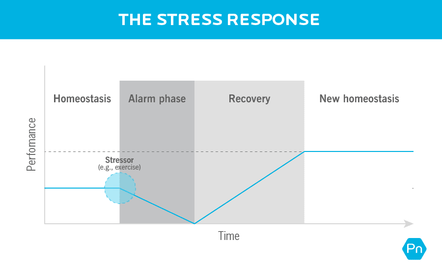 A line graph showing the stress response. On the x-axis the graph shows time, and on the y-axis it shows performance. There are four stages shown on the graph. We start in homeostasis, or the baseline level of performance. From there, we enter an alarm phase when a stressor is introduced. Performance declines, and we enter a recovery phase. During the recovery phase, performance rises again until it reaches the fourth stage: new homeostasis. This is the new, improved baseline.