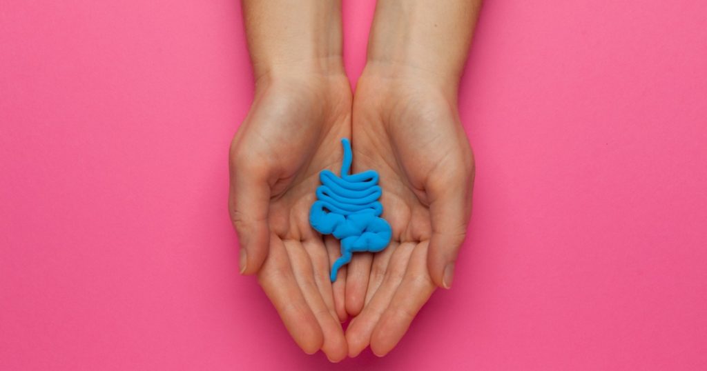 Closeup of hands holding a blue model of human intestines.