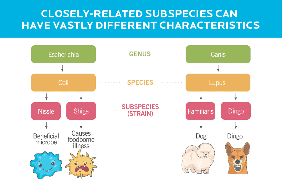 A table showing how differences in genus, species, and subspecies or strain compare between probiotic strains and animals. 