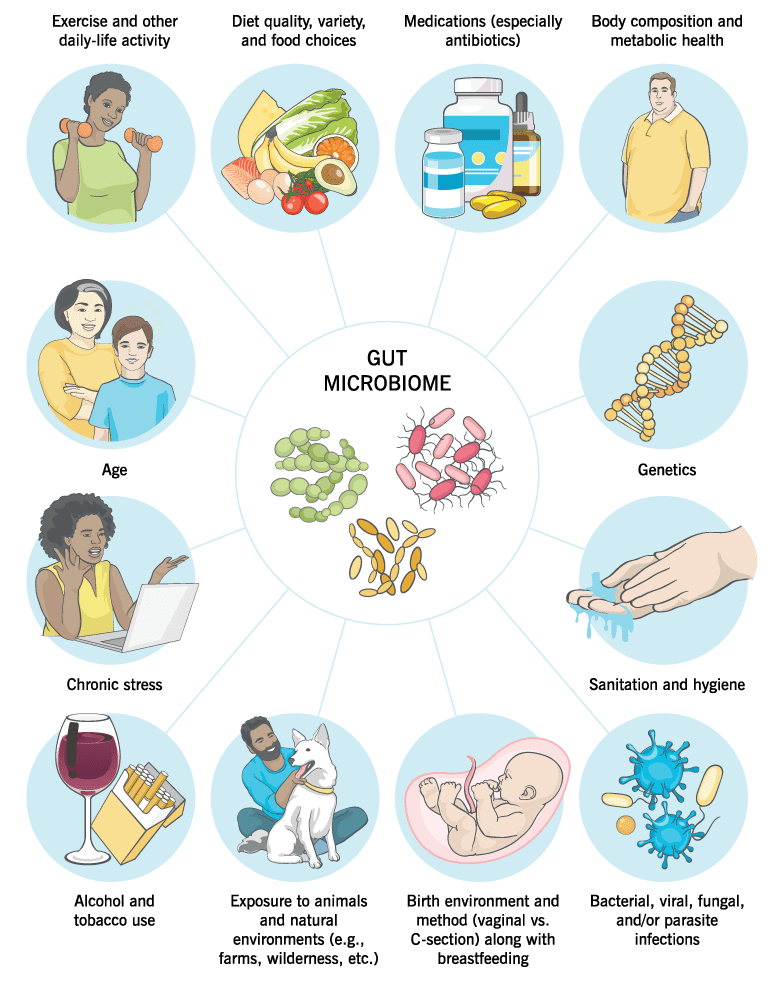The gut microbiome, and a variety of factors that can influence it. For example: genetics, age, body composition, diet quality, stress, illness and medication history, exposure to animals, hygiene, etc.